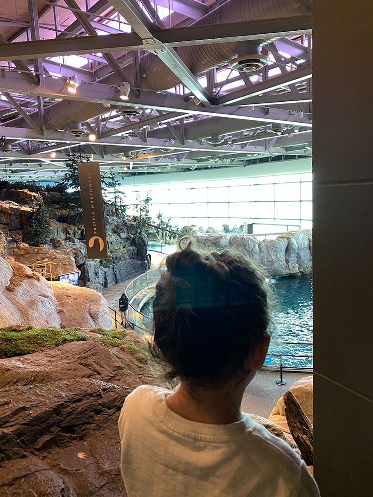 Little girl watching beluga whales at Shedd Aquarium in Chicago, IL.