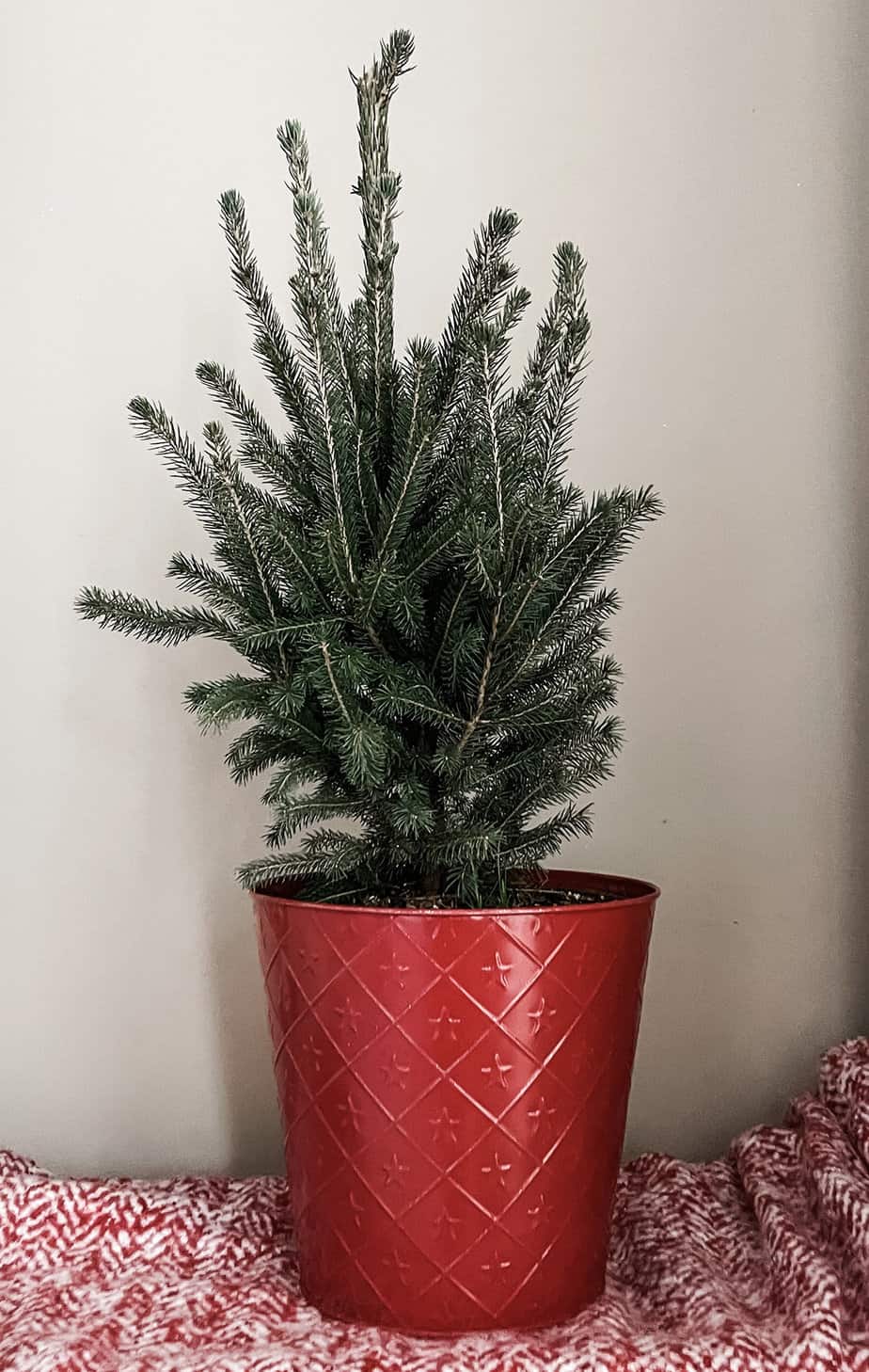 small live christmas tree in a bright red pot sitting on a red and white blanket