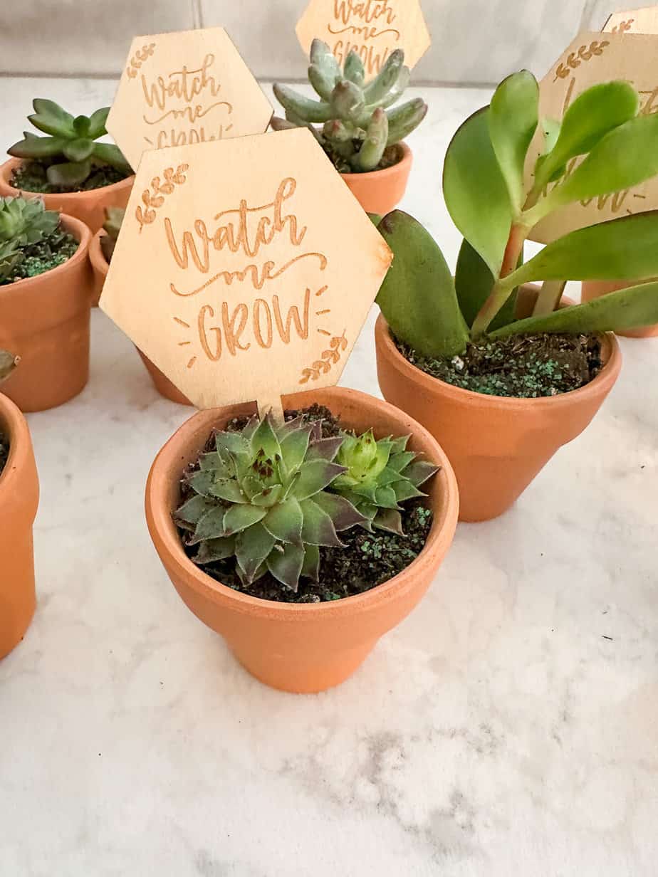 mini succulents potted with a sign that reads "watch me grow" to hand out as favors at a baby shower.